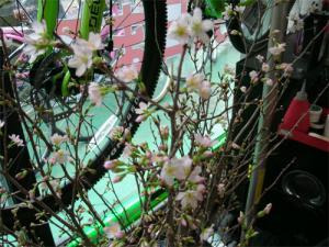 sakura.jpg